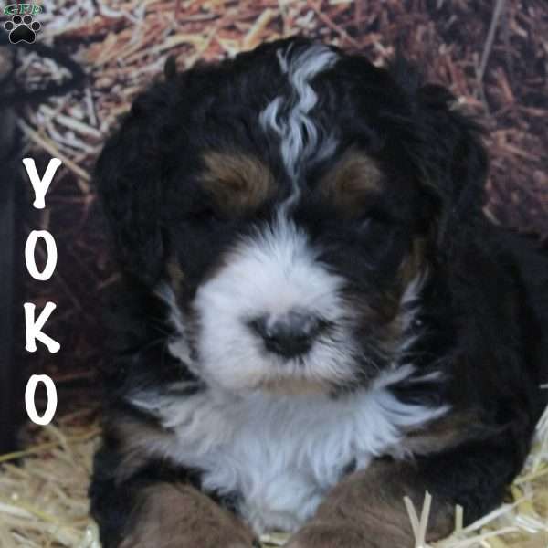 Yoko, Bernedoodle Puppy